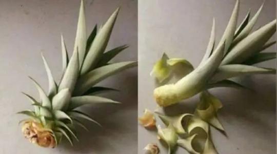 菠萝头本身就很美把它做成盆栽更富韵味1,挑选发育良好的菠萝,切下