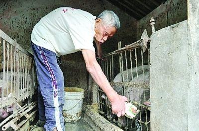 儿子生意失败欠120余万失明老父养猪带头还债