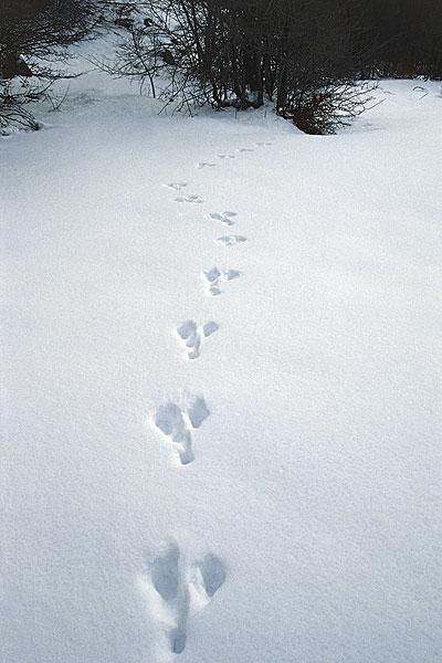 野兔_脚印_雪_图片大全—全景创意图库（quanjing.com）中国领先的正版图片视频素材网站
