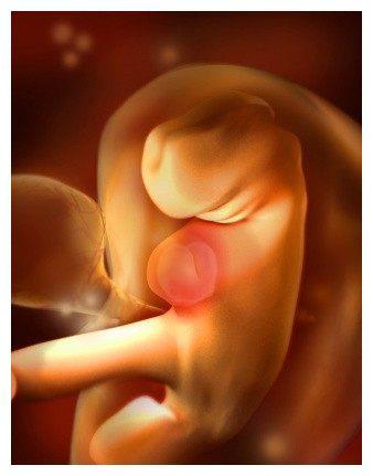 怀孕期间频繁检查不利胎儿发育