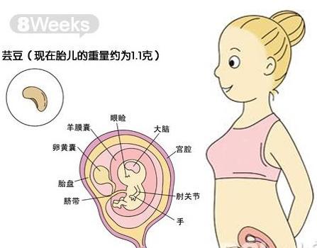 怀孕8周一直恶心怎么回事