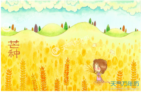 芒种节气的文案