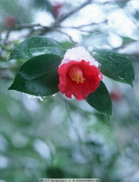 四季花木富尔特素材辞典椿结冰茶花摄影图库
