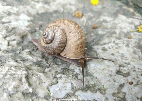 蜗牛动物爬行石头微距摄影其他生物