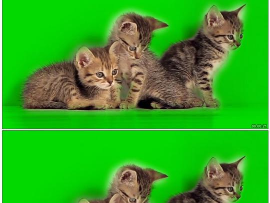 绿屏小猫抠像通道背景视频素材