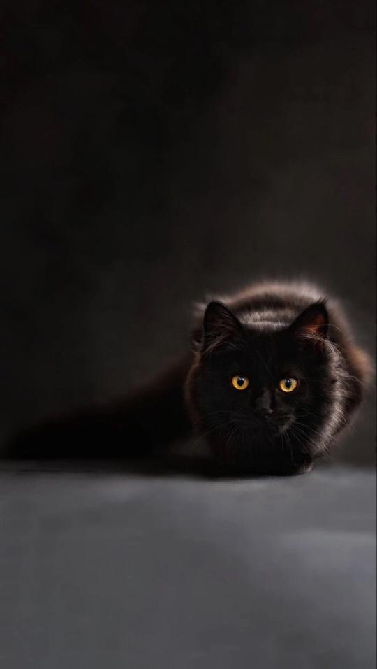 「黑猫睁眼」黑猫睁眼的壁纸图片哪里有呢?