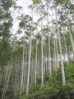 发展碳汇林业应对气候变化