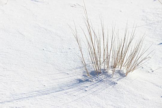 冬季_雪_影_图片大全—全景创意图库（quanjing.com）中国领先的正版图片视频素材网站