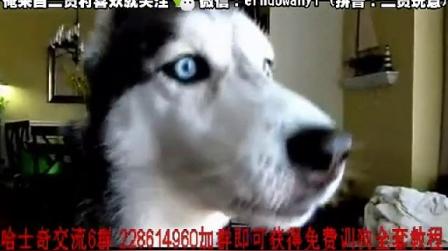 如何训哈士奇