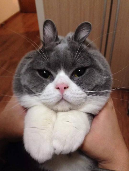 壁纸动物猫猫咪小猫桌面1280_1706竖版竖屏手机