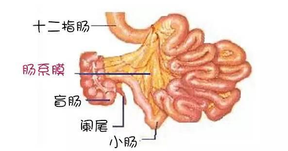 小儿肠系膜淋巴结炎怎么调理小儿肠系膜淋巴结炎如何调理