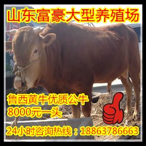 致富经养牛创业故事_山东富豪养殖基地