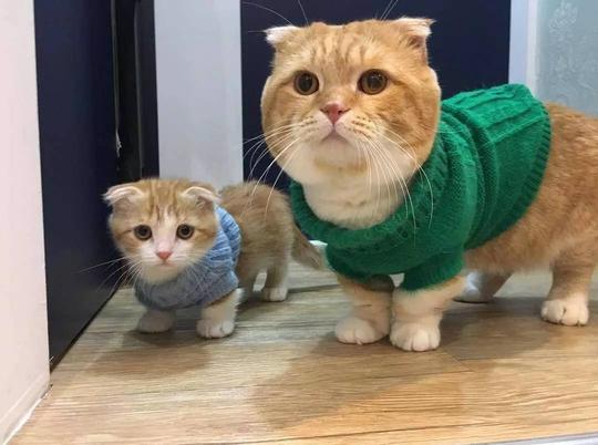 猫咪多大算成年呢?了解猫咪的各个年龄阶段，才能更好地照顾猫