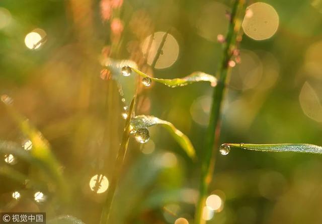寒露有三候是什么意思