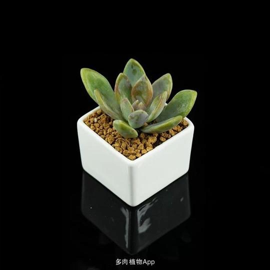 淘宝商品:创业园艺店多肉植物组合含盆花卉绿植办公室防辐射肉肉一件