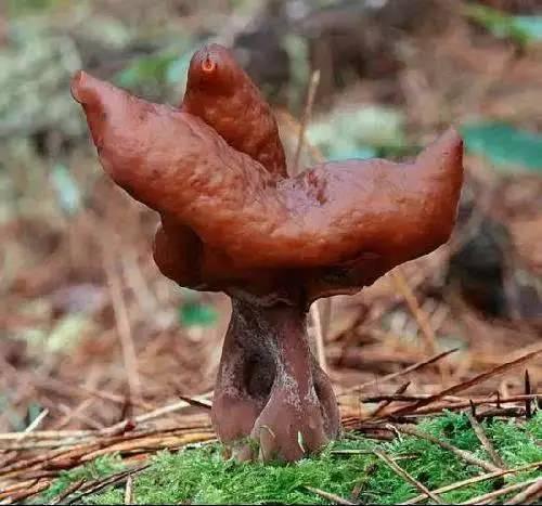 怎样鉴别野生的蘑菇是否有毒?