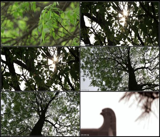 空境树林树枝树叶随风摇曳古树愧树枝叶茂盛高清实拍视频素材