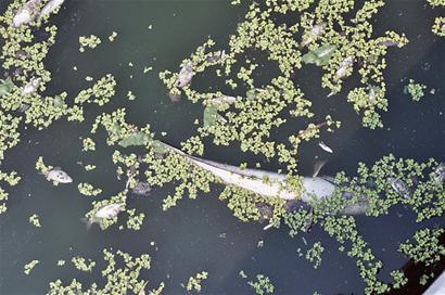 怀孕后肚子会变黑怎么回事