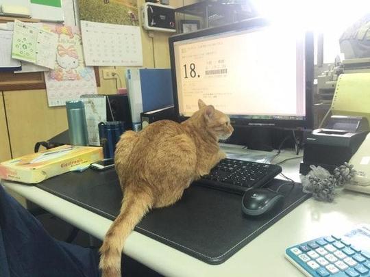 猫咪发讯息骂客户，几乎让生意告吹，主人崩溃：老大求你别捣蛋！