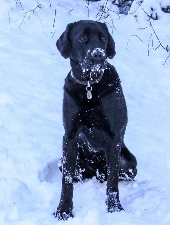 动物,宠物,黑色拉布拉多犬,雪,冬天