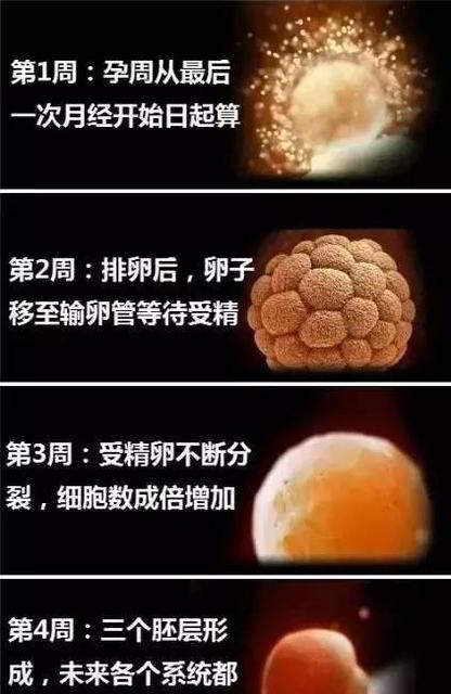 怎么判断胎儿的头和手脚在哪里