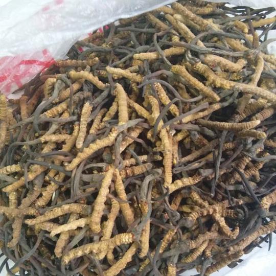 四川阿坝小金县野生高山冬虫夏草虫草野生虫草纯天然滋补品