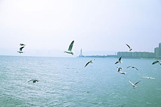 水面上的海鸥群_图片大全—全景创意图库（quanjing.com）中国领先的正版图片视频素材网站