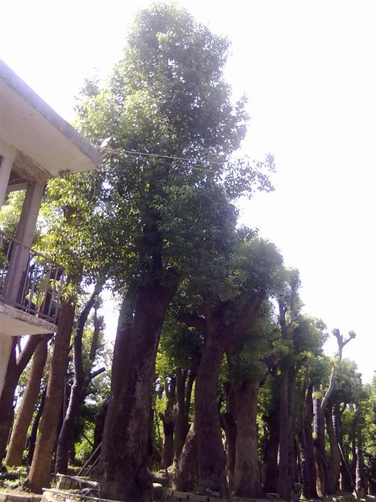 樟树(图)|广东樟树种植基地|最新樟树价格|普宁樟树供应商