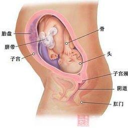 胎心率辨别胎儿性别小窍门