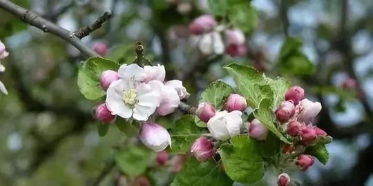 大美沂源:春有百花秋有月,夏有凉风冬有雪!