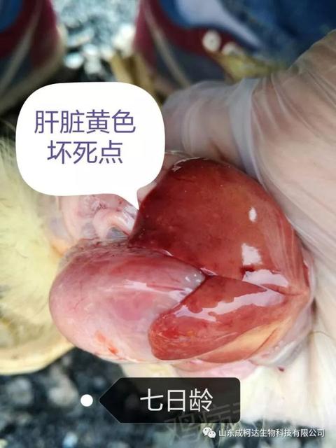 小儿沙门氏菌感染吃什么药