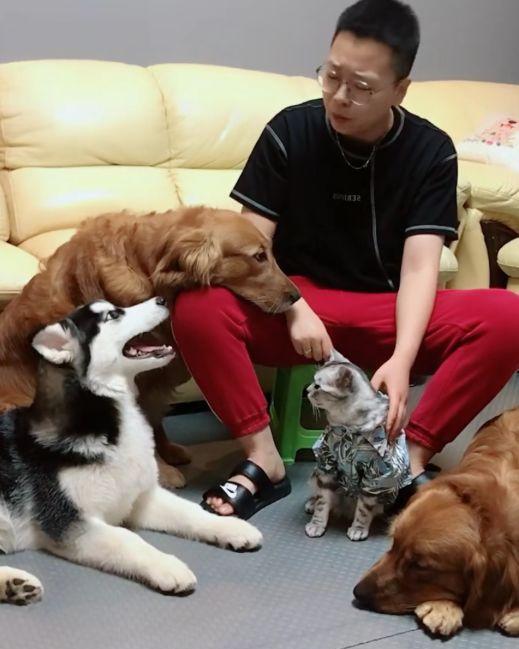 主人生意破产,无奈赶出金毛二哈与英短!路人纷纷看不过眼