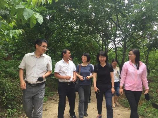 采访团一行穿梭在绿树成荫的核桃林内