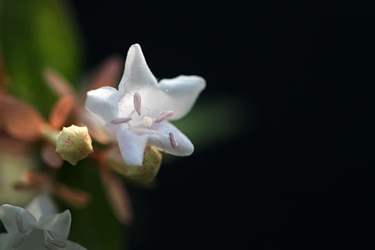 小白花糯米条拍摄练习