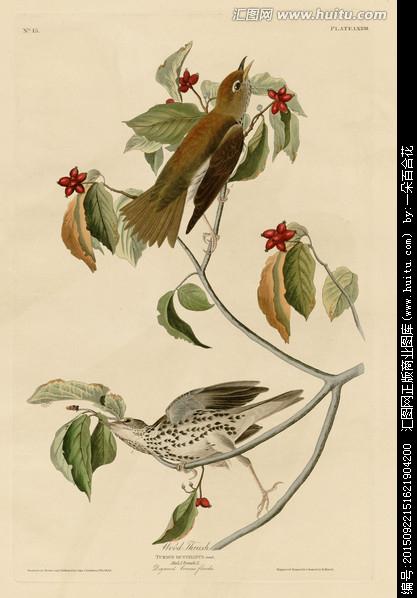 画眉鸟画眉,文化艺术,设计素材,设计,汇图网ww