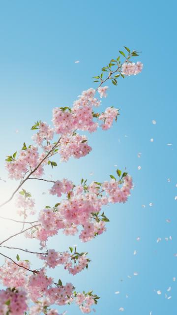 春天赏花的心情短句