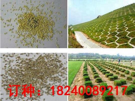 贡觉草坪种子价格贡觉绿化种子多少钱一斤