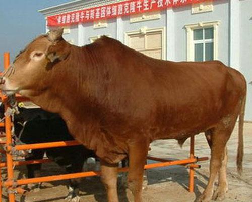 养西门塔尔牛赚钱吗,云南西门塔尔牛,玉河养殖(查看)