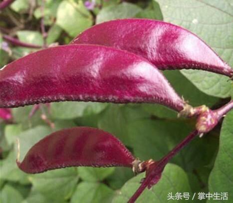 宝宝夏季暑热症是什么病