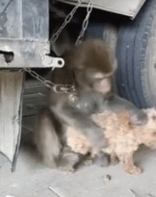 泰迪小色狗搞笑可爱萌萌哒gif