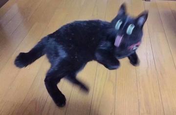  神经病猫搞笑QQ幽默表情包
