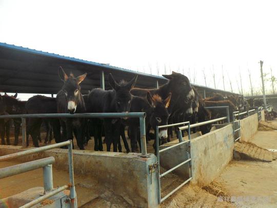 供应肉驴黑驴养殖德州驴华北驴新疆驴三粉驴小毛驴小肉驴