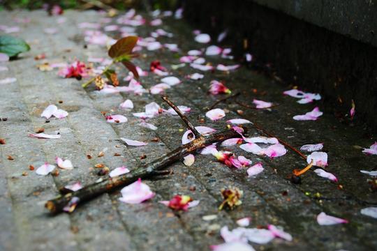 菩提本无树,明镜亦非台.本来无一物,何处惹尘埃.