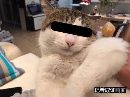 网友曝地下吸猫场所,幕后产业链触目惊心!