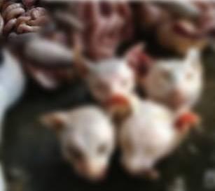 罪恶与谎言:中国食猫黑色产业链深度调查
