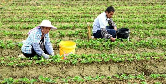 入股必须坚守18亿亩耕地红线的底线,因为有些地方可能会把农地非农化