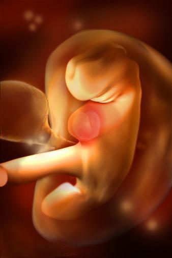 孕期各月胎儿发育有哪些特征