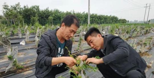 商丘返乡创业青年蒋兴，地里种石头梦想能开花