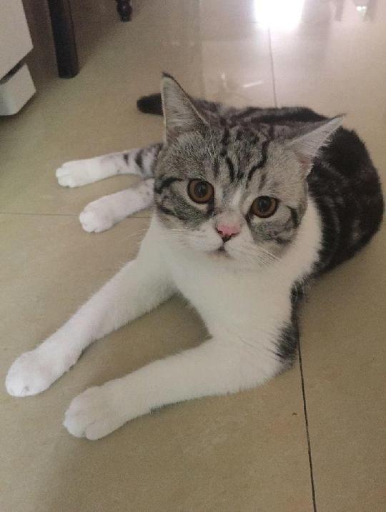 江门宠物江门宠物猫江门短毛猫猫公系成年猫公,现正发情,所产猫咪