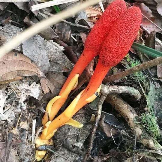云南野生不老草回春草顶天柱补泡酒料起阳草肉苁蓉玛咖锁阳淫羊藿